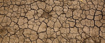 Cracked mud flats